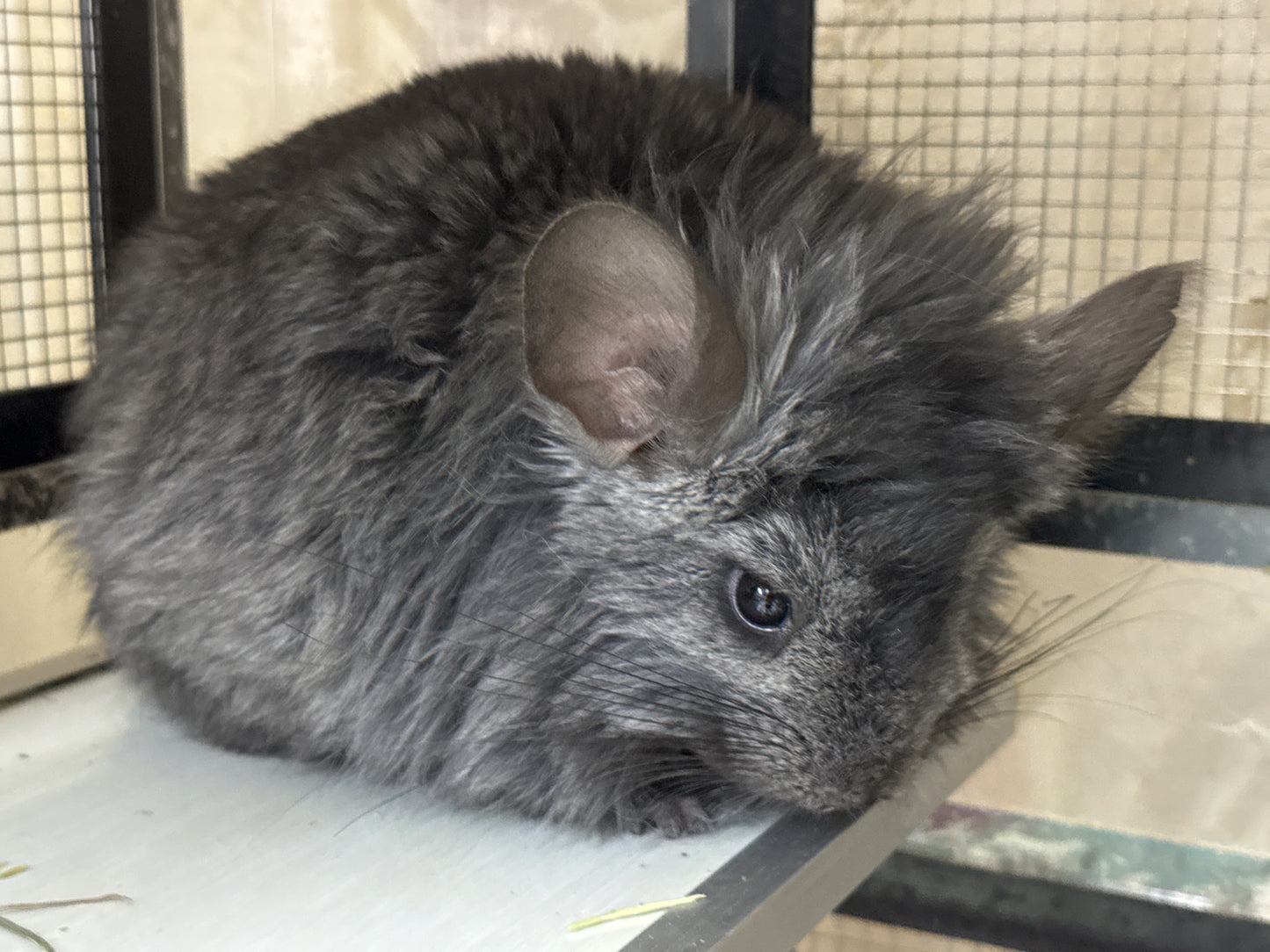 Chinchillas: R15 Dark Ebony RPA (Angora) RIAC female chinchilla for sale