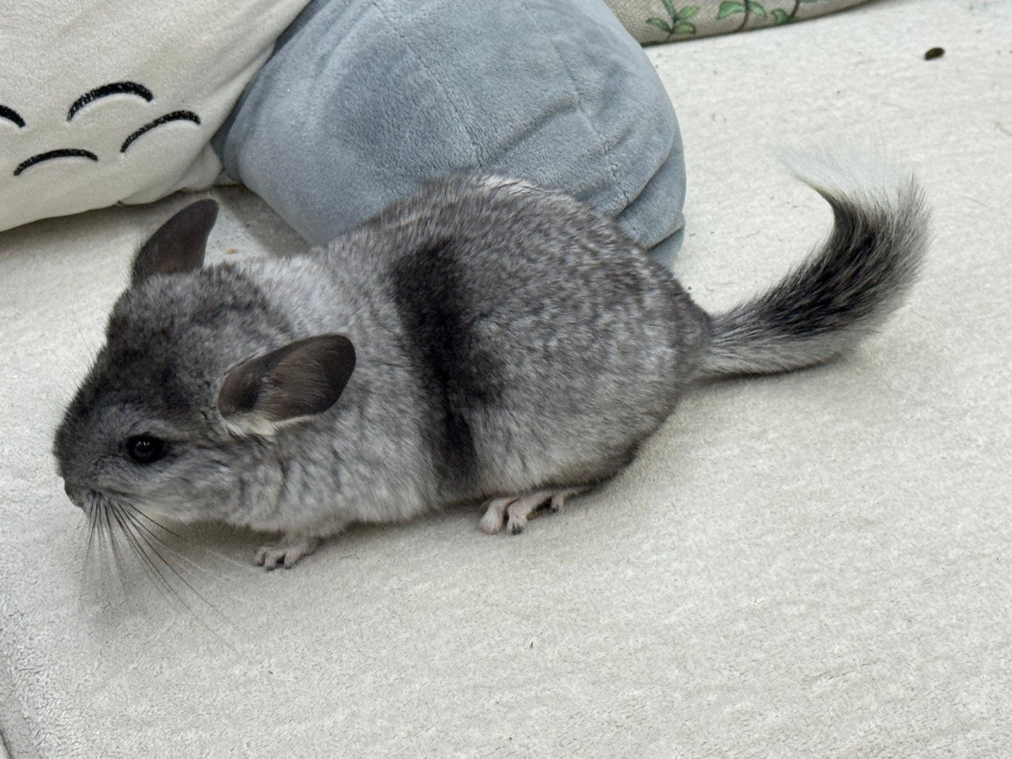 Chinchillas: S011 Mosaic female chinchilla for sale (USA lineage)