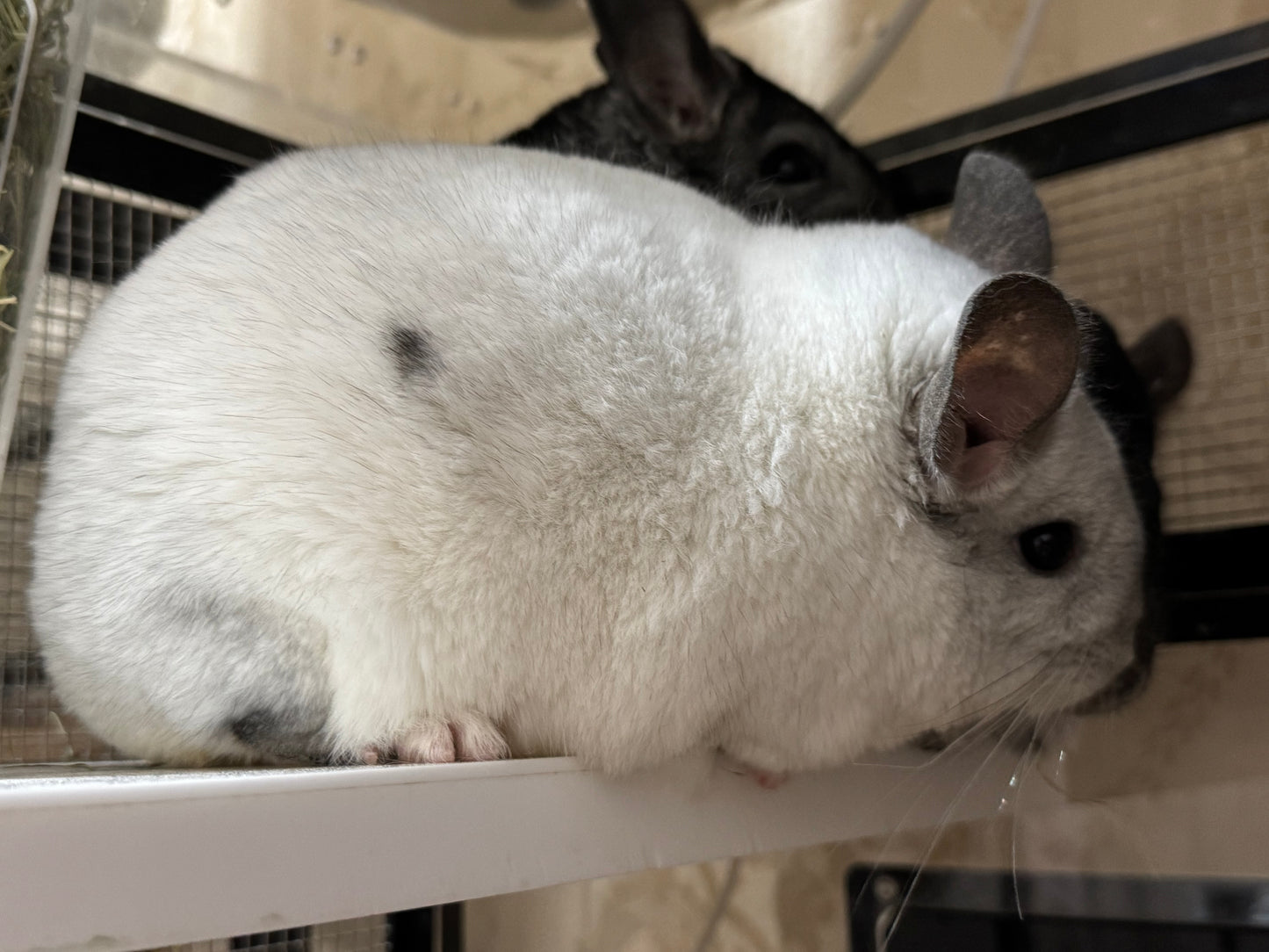Chinchillas: P239 Mosaic female chinchilla for sale (Reserve Class Champion)