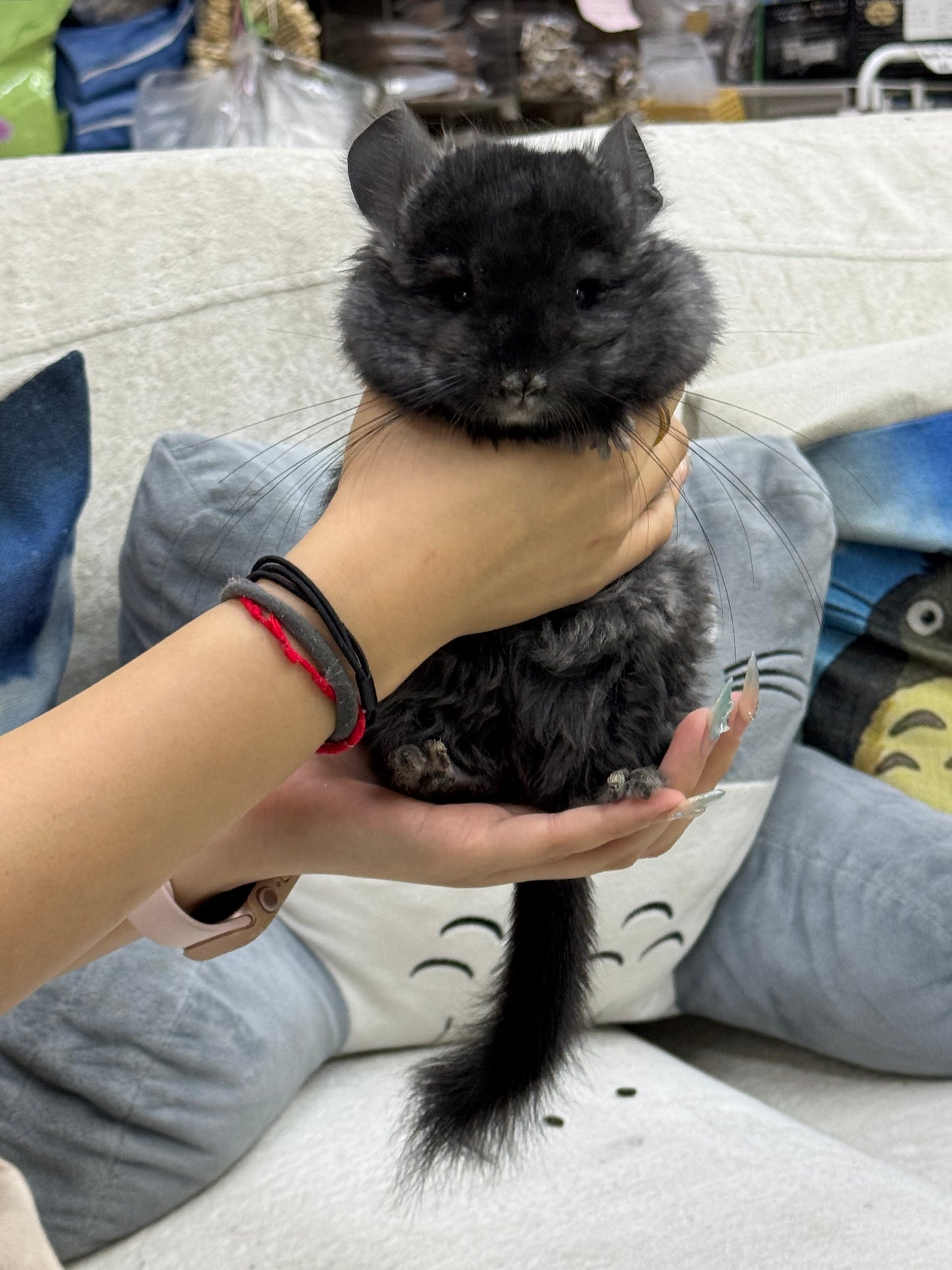 Chinchillas: S002 Dark Ebony RPA (Angora) male chinchilla for sale (CCCU lineage)