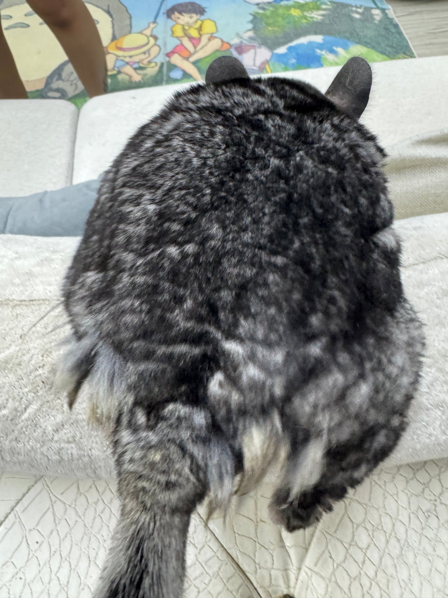 Grooming/ Checking of hair ring/ Combing out tangled fur knots from your RPA chinchillas or short fur chinchillas (any chinchilla) sometimes need to wash butts too😂