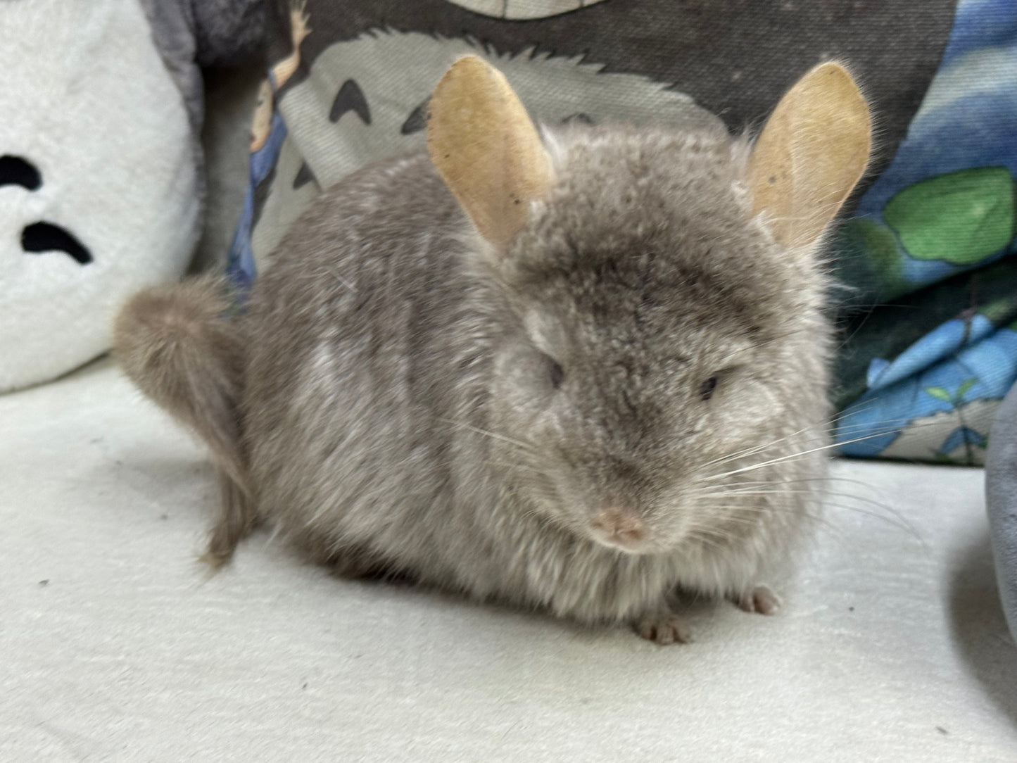 Chinchillas: M35 Tan RPA (Angora) female chinchilla