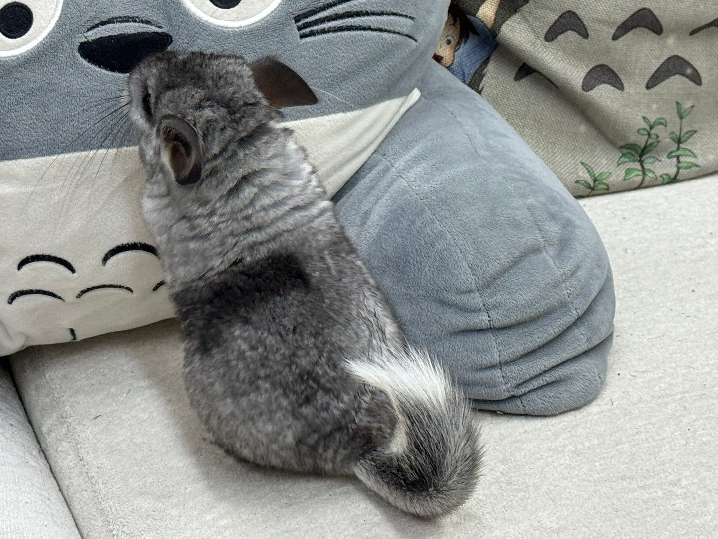 Chinchillas: S011 Mosaic female chinchilla for sale (USA lineage)