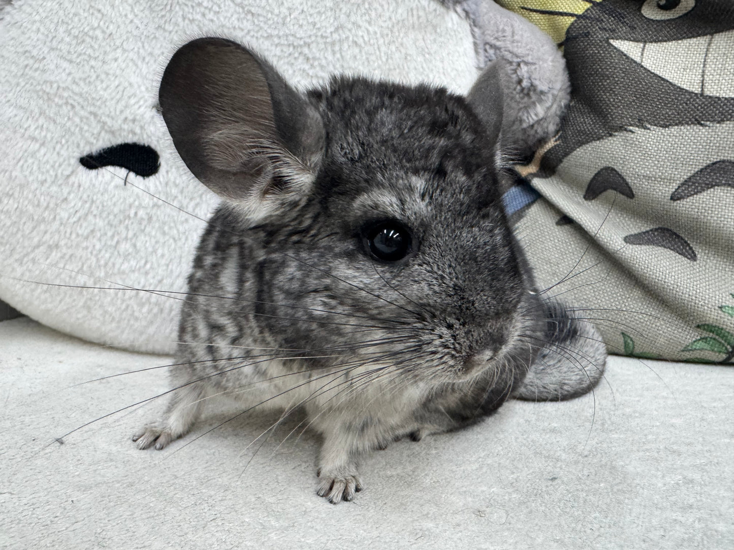 Chinchillas: R042 Standard male chinchilla for sale (USA lineage) $2000