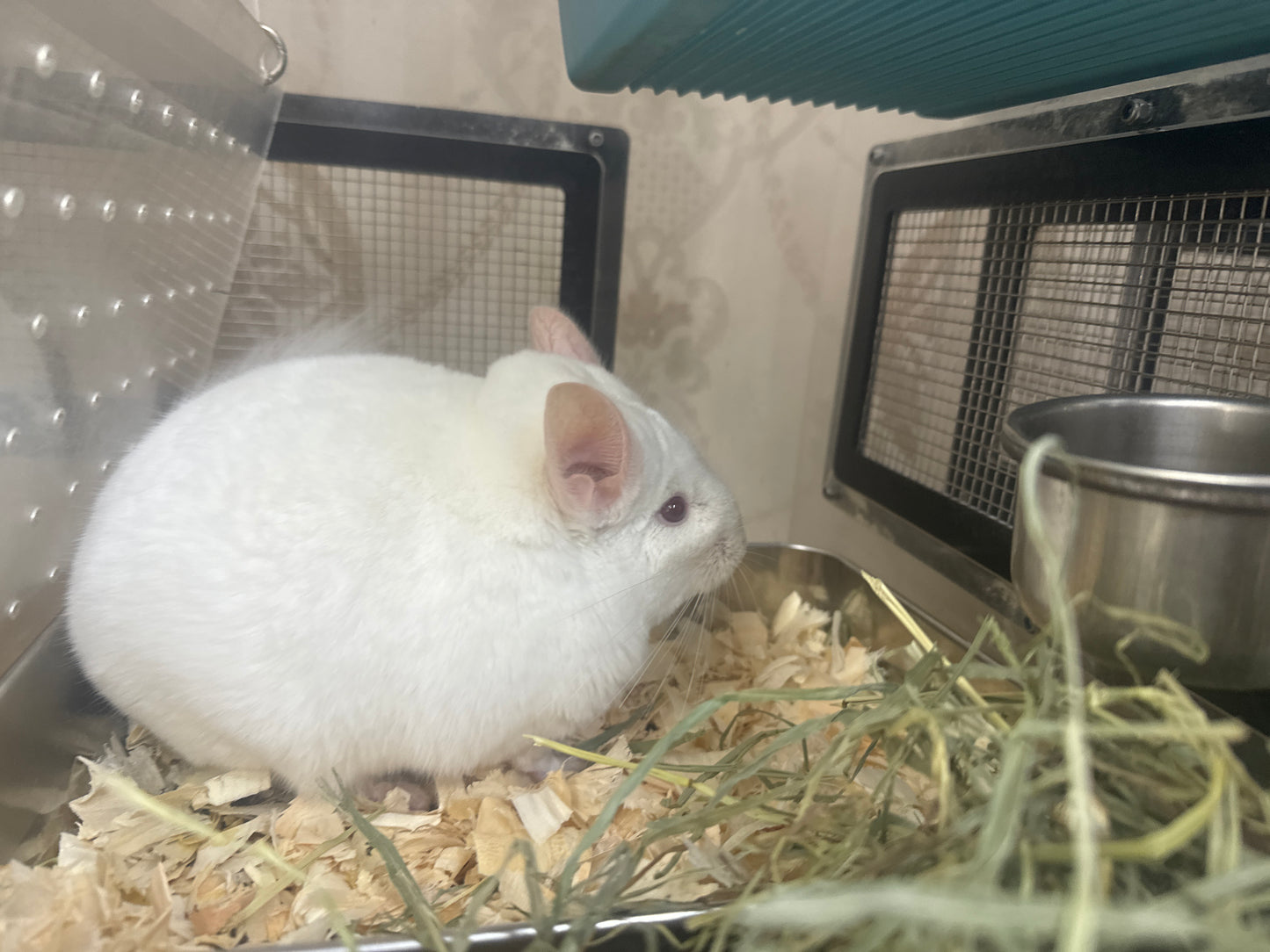 Chinchillas: P022 Pink White male chinchilla for sale big size thick fur (Master Shifu) (USA lineage) $1200