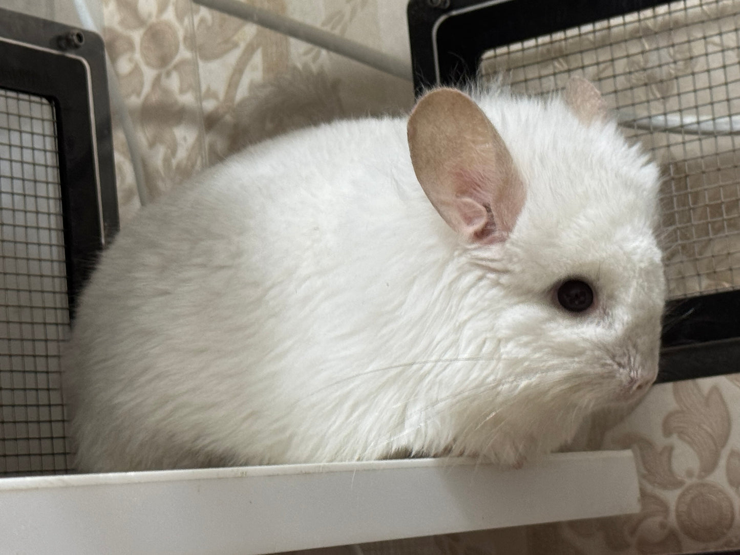Chinchillas: R42 Pink White RPA female chinchilla for sale (Reserve Class Champion)
