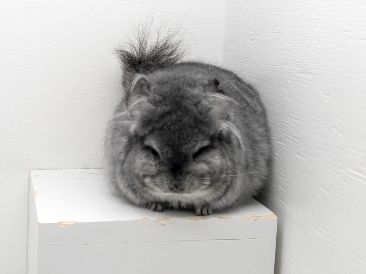 Chinchillas: N250 Standard RPA (Angora) female chinchilla for sale