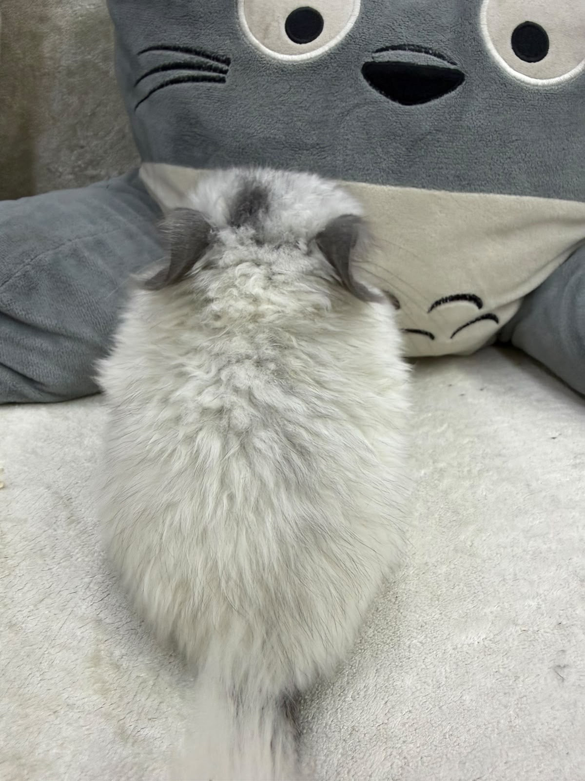 Chinchillas:T019 Mosaic RPA (angora) male chinchilla for sale (USA CCCU lineage) very fluffy