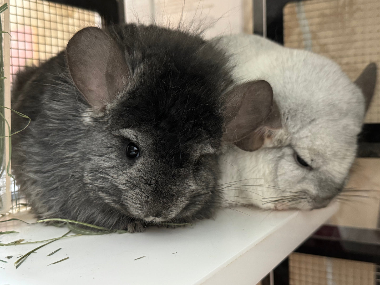 Chinchillas: R15 Dark Ebony RPA (Angora) RIAC female chinchilla for sale