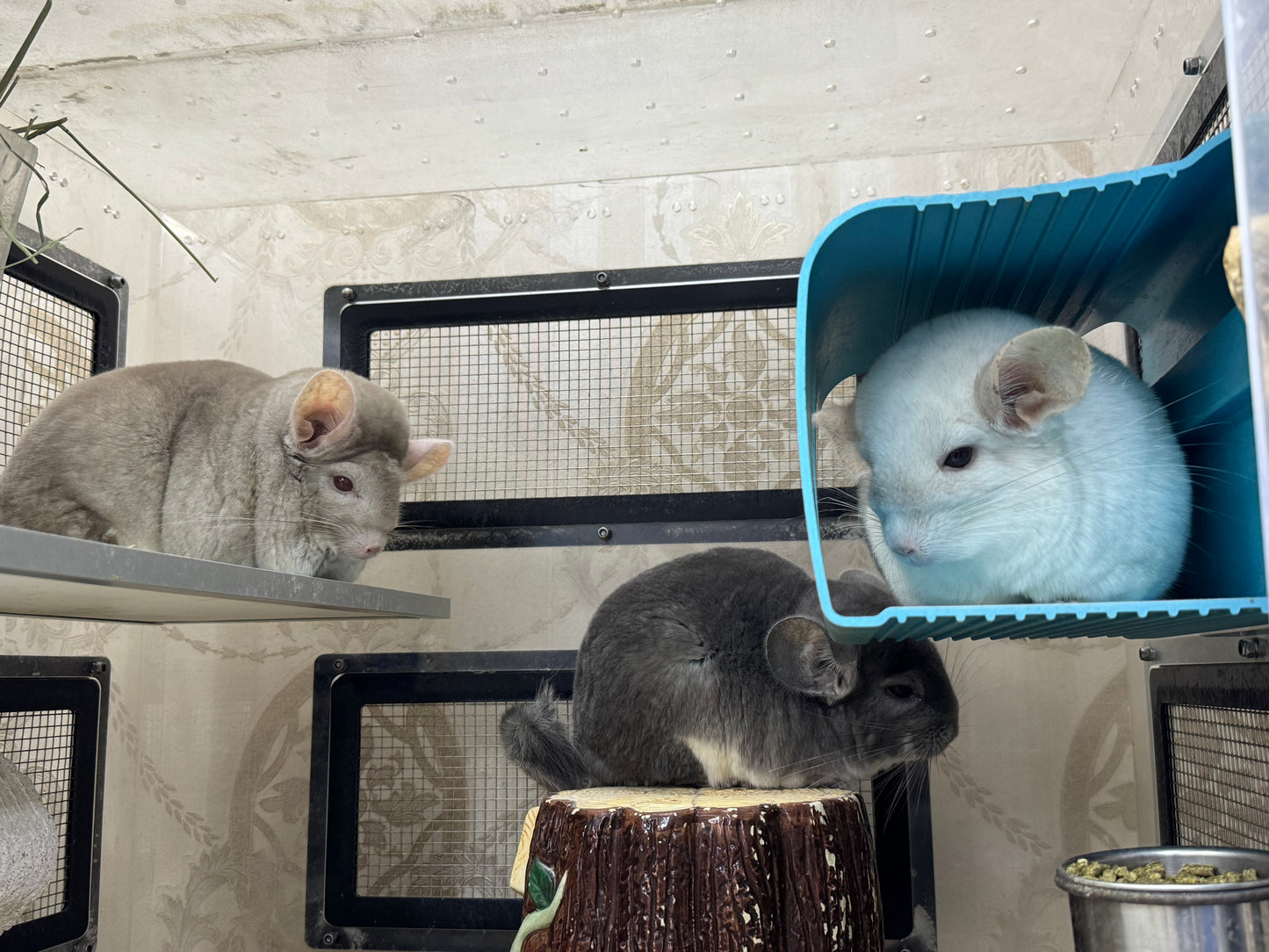 Chinchillas: M019 Violet female chinchilla for rehome. (USA lineage)