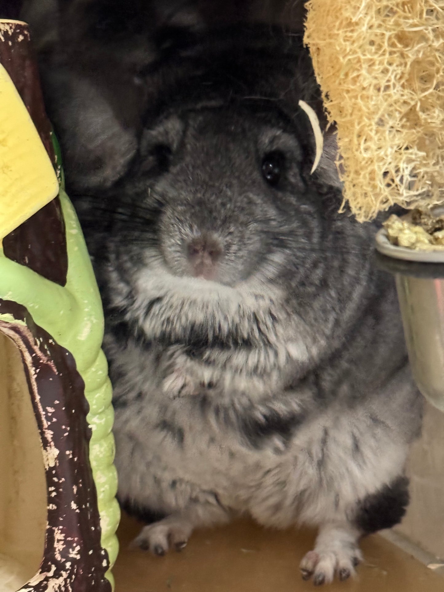 Chinchillas: R21 Standard female chinchilla for sale (Reserve Class Champion)