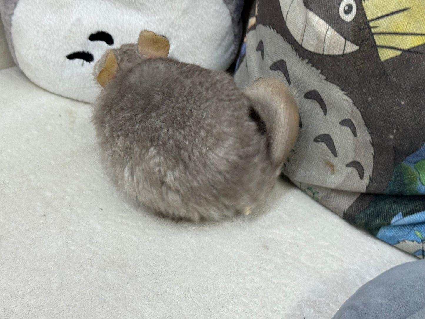 Chinchillas: M35 Tan RPA (Angora) female chinchilla