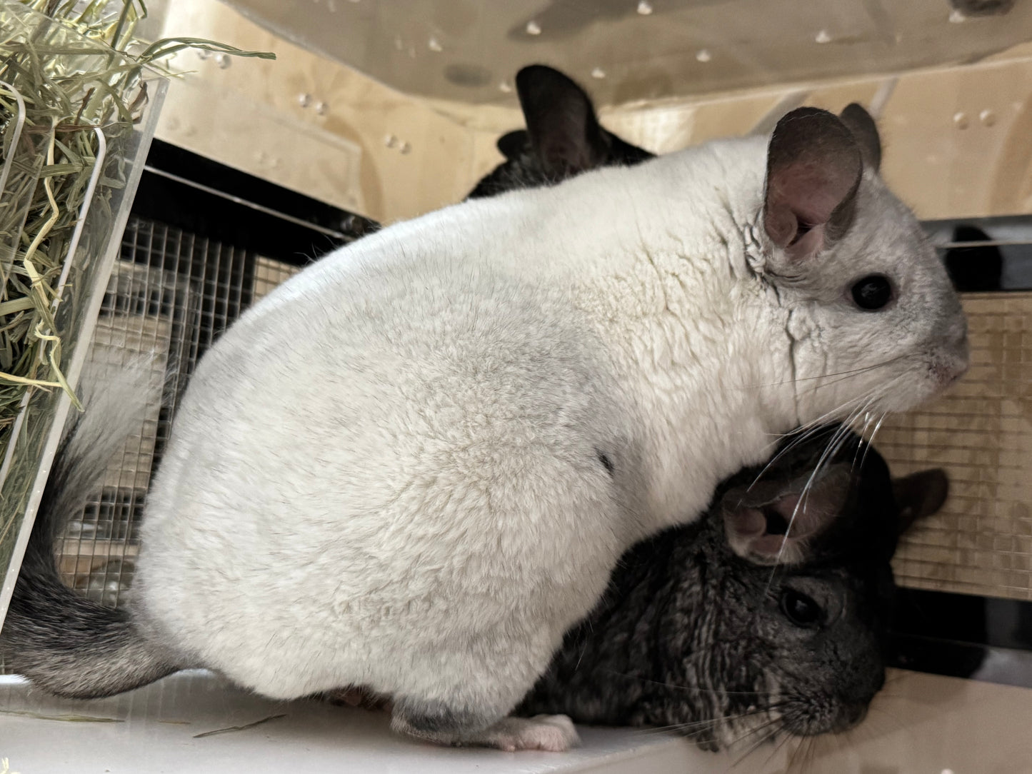 Chinchillas: P239 Mosaic female chinchilla for sale (Reserve Class Champion)