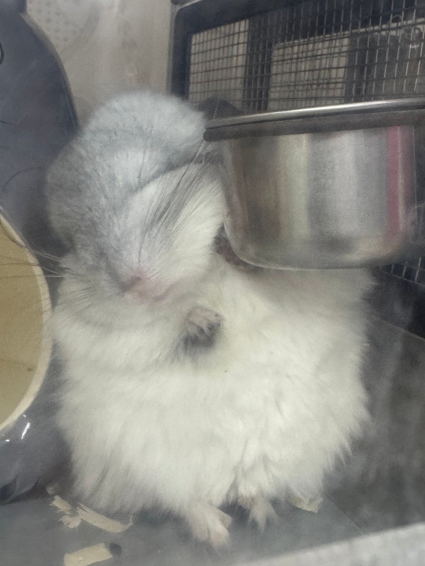 Chinchillas: S026 Mosaic RPA (angora) male chinchilla for sale (USA CCCU lineage)