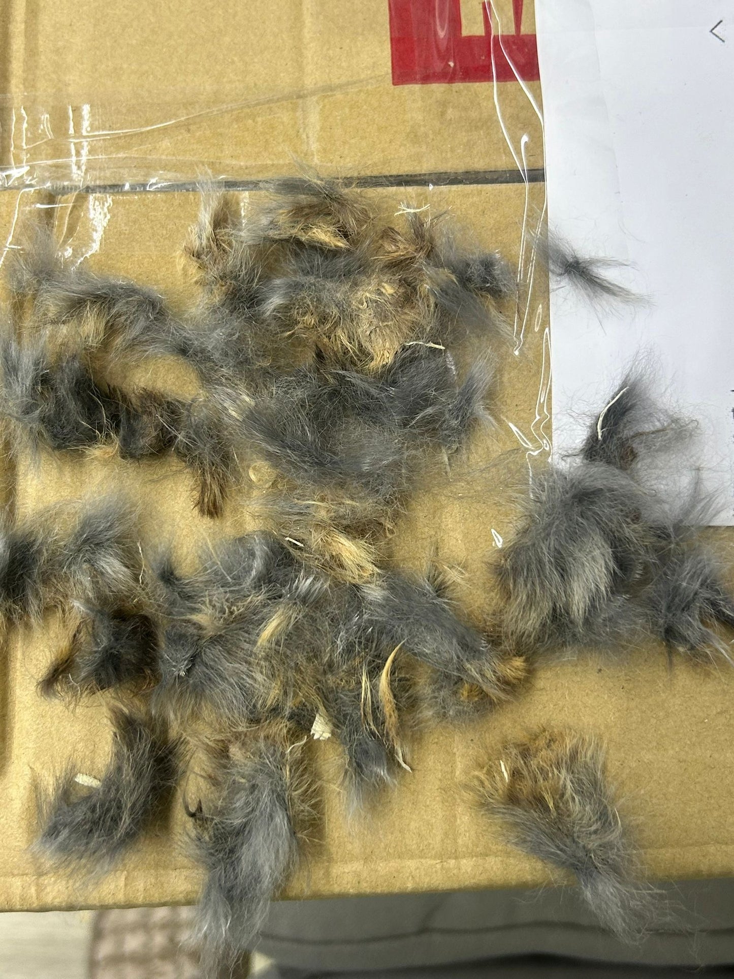 Grooming/ Checking of hair ring/ Combing out tangled fur knots from your RPA chinchillas or short fur chinchillas (any chinchilla) sometimes need to wash butts too😂