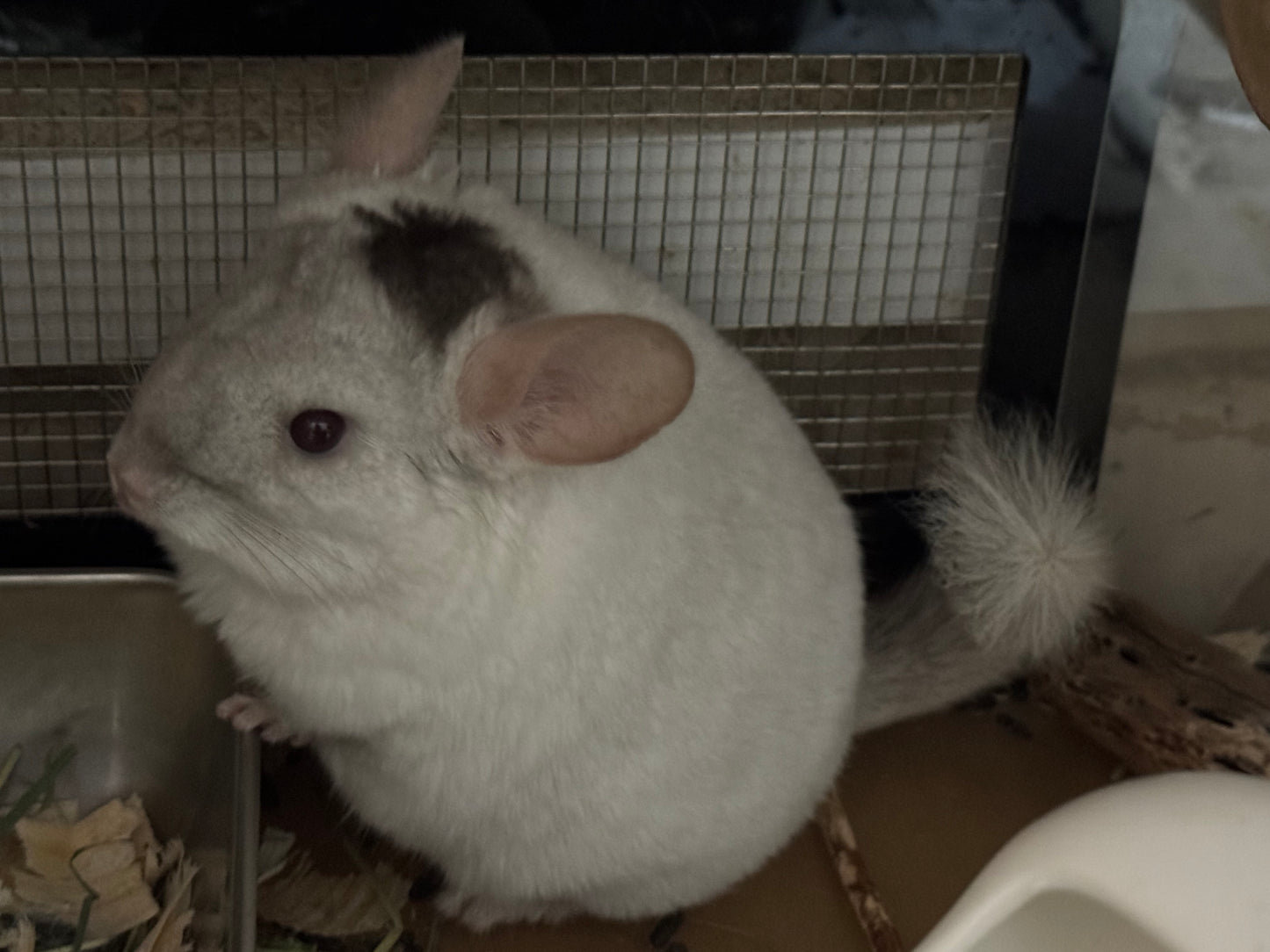 Chinchillas: R176 Extreme Pink White male chinchilla for sale