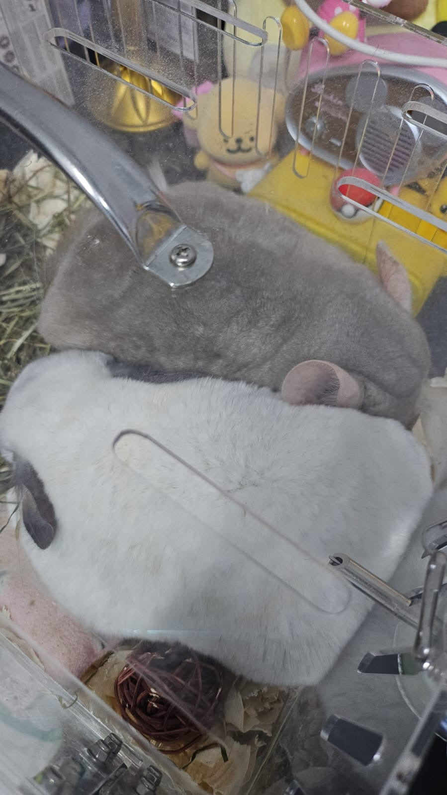 Pairing of chinchillas $50 if second chinchilla is not from me