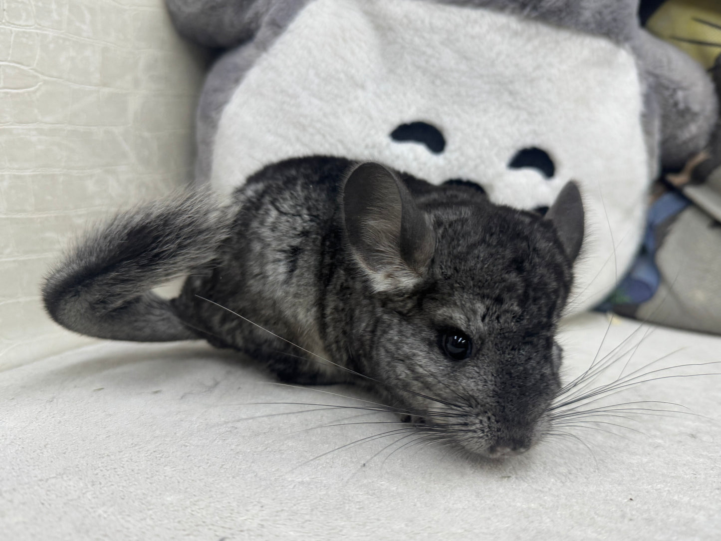 Chinchillas: R042 Standard male chinchilla for sale (USA lineage) $2000
