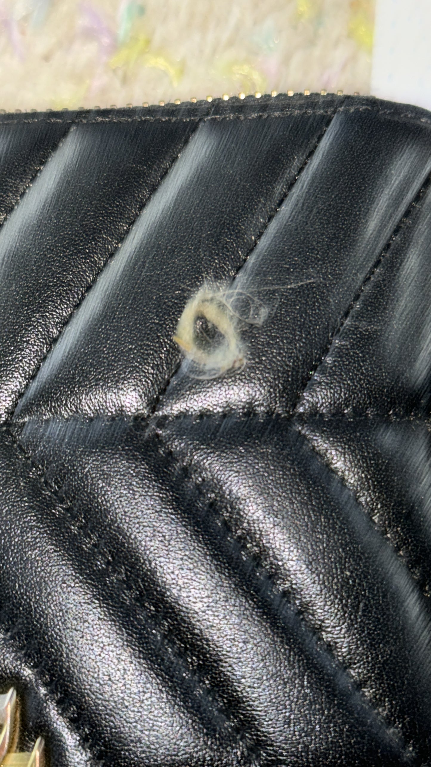 Grooming/ Checking of hair ring/ Combing out tangled fur knots from your RPA chinchillas or short fur chinchillas (any chinchilla) sometimes need to wash butts too😂