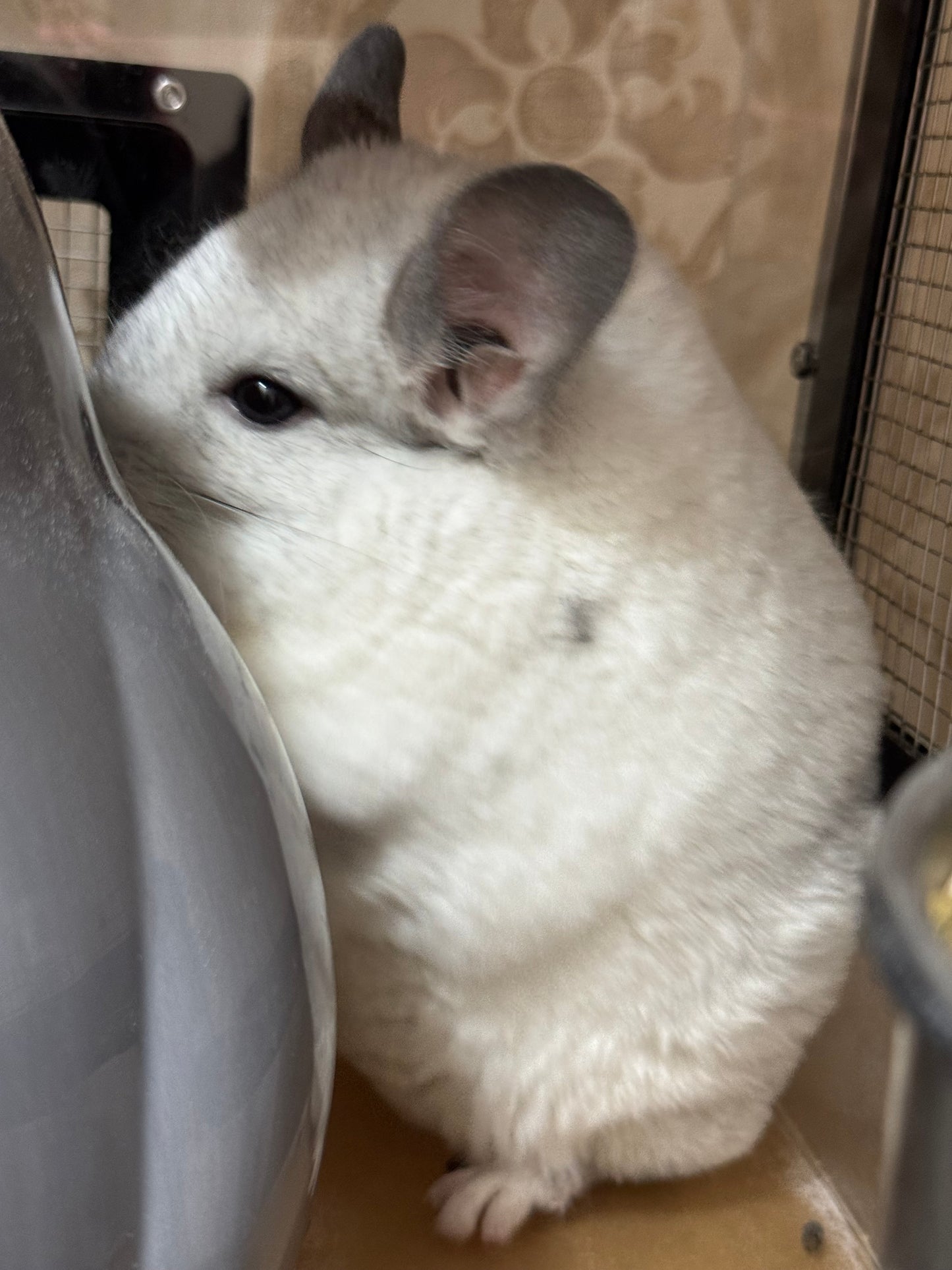 Chinchillas: P239 Mosaic female chinchilla for sale (Reserve Class Champion)