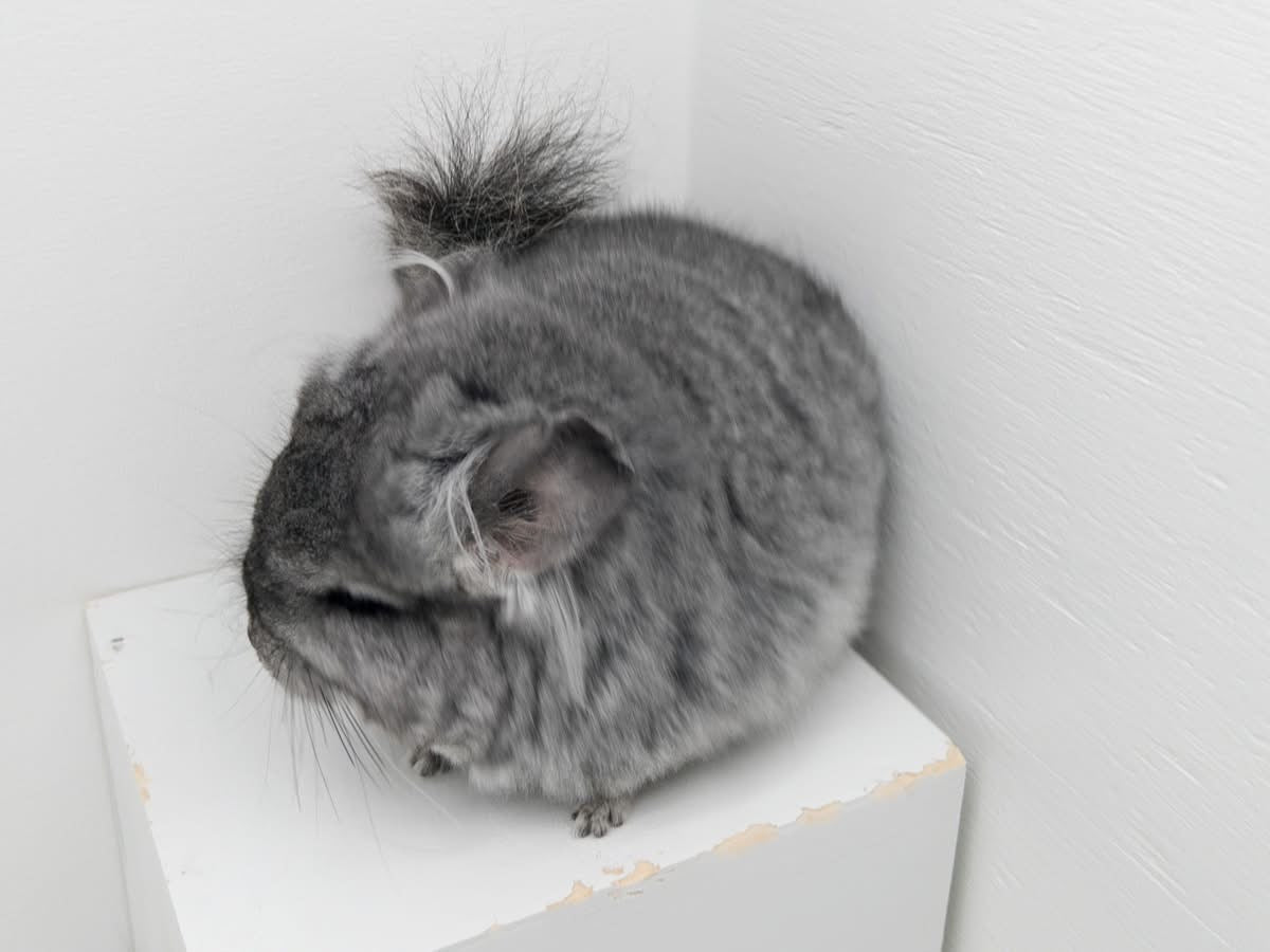Chinchillas: N250 Standard RPA (Angora) female chinchilla for sale