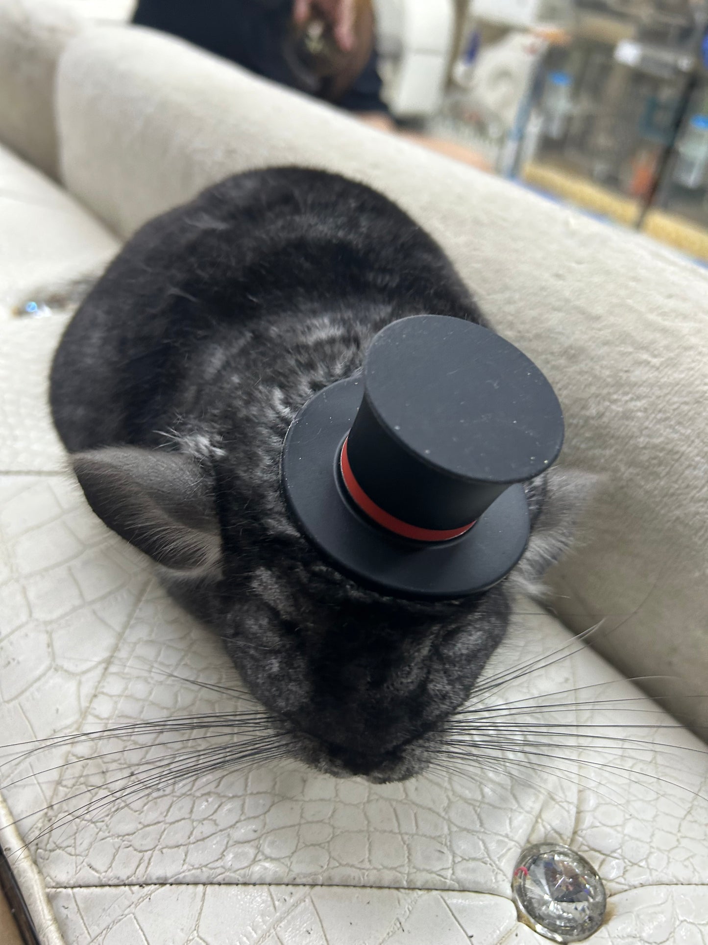 Funky hats/ Headgear/ hat/ cap for Chinchillas, Guinea pigs, rabbits or hamsters limited stock