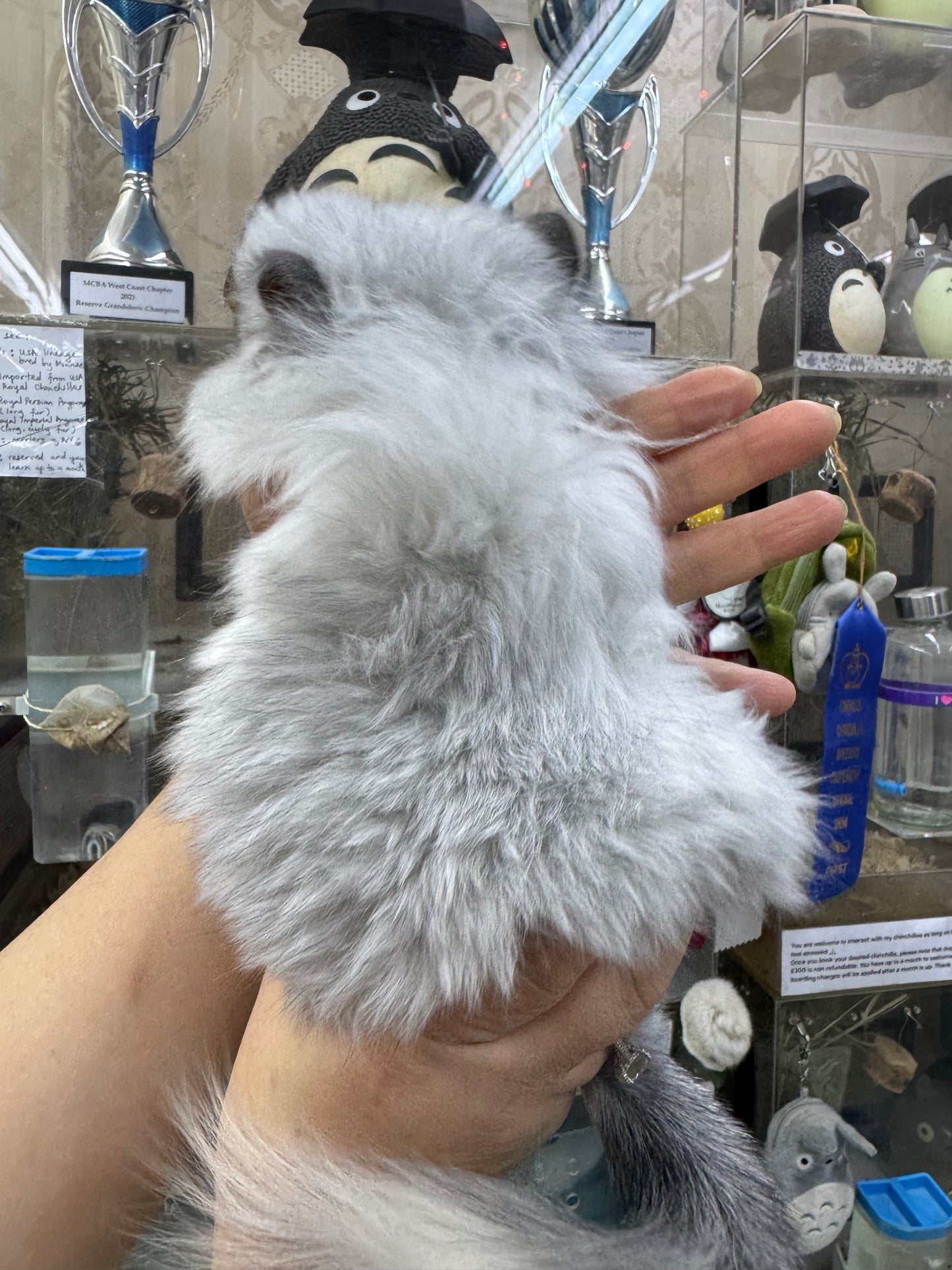 Chinchillas: S028 Mosaic RPA (angora) female chinchilla for sale (USA CCCU lineage)