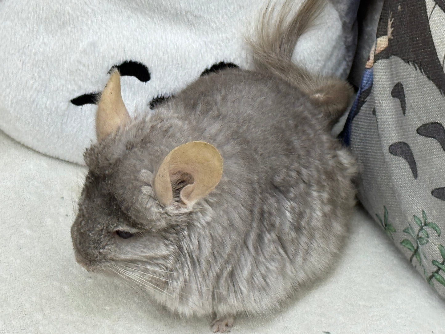 Chinchillas: M35 Tan RPA (Angora) female chinchilla