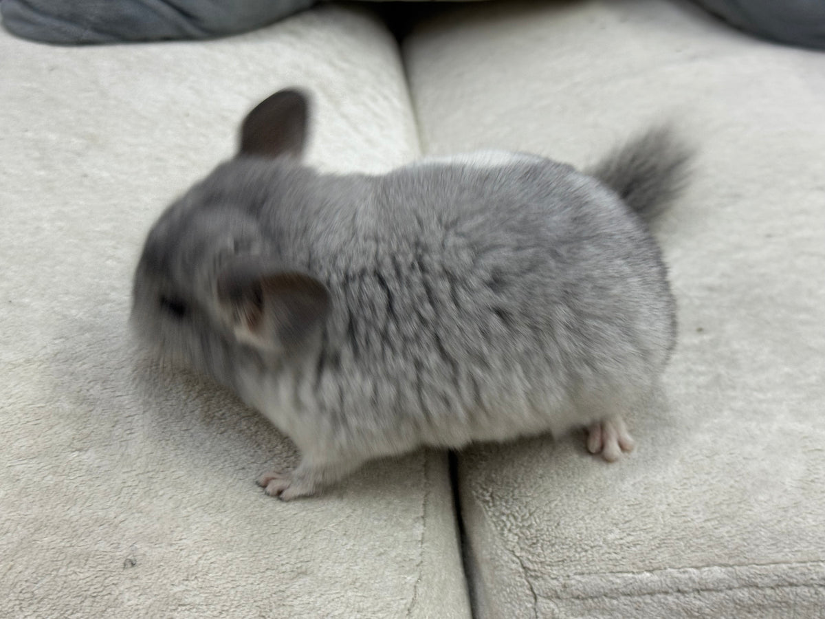 Chinchillas: T021 Mosaic male chinchilla for sale (USA Master Breeder’s lineage)