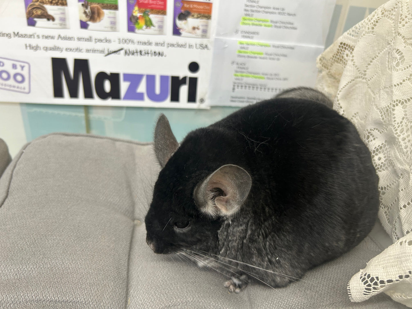 Mazuri 5M01 Chinchilla Pellets Expiry April 2026