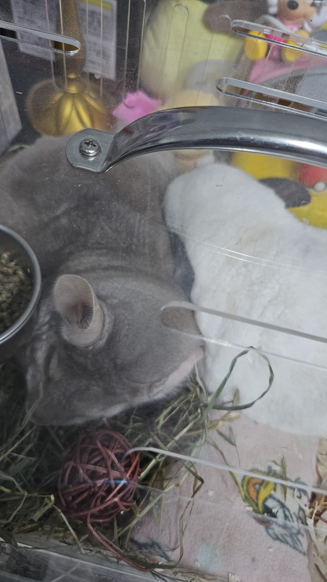 Pairing of chinchillas $50 if second chinchilla is not from me