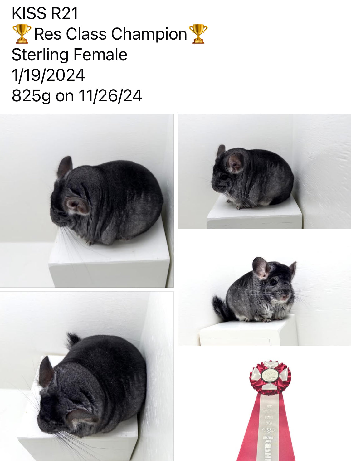 Chinchillas: R21 Standard female chinchilla for sale (Reserve Class Champion)