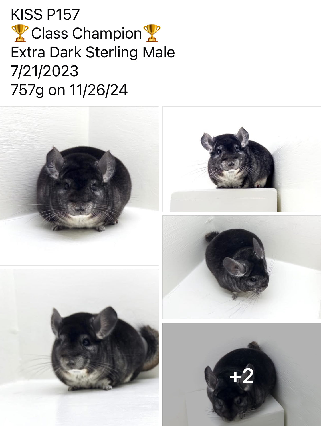 Chinchillas: P157 Extra Dark Standard male chinchilla for sale (Class Champion)
