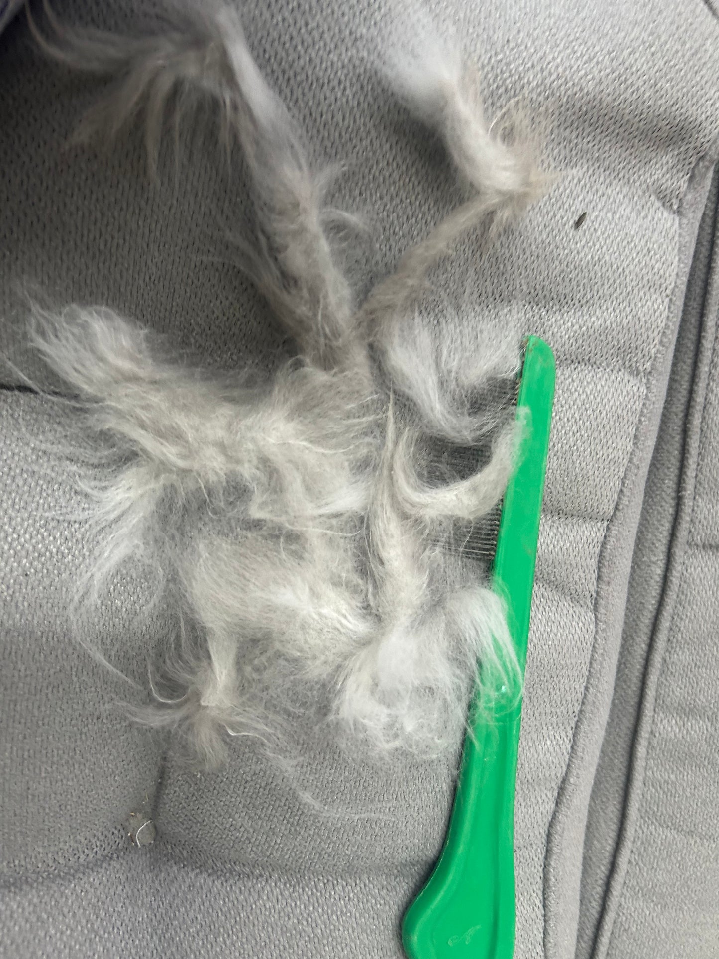 Grooming/ Checking of hair ring/ Combing out tangled fur knots from your RPA chinchillas or short fur chinchillas (any chinchilla) sometimes need to wash butts too😂