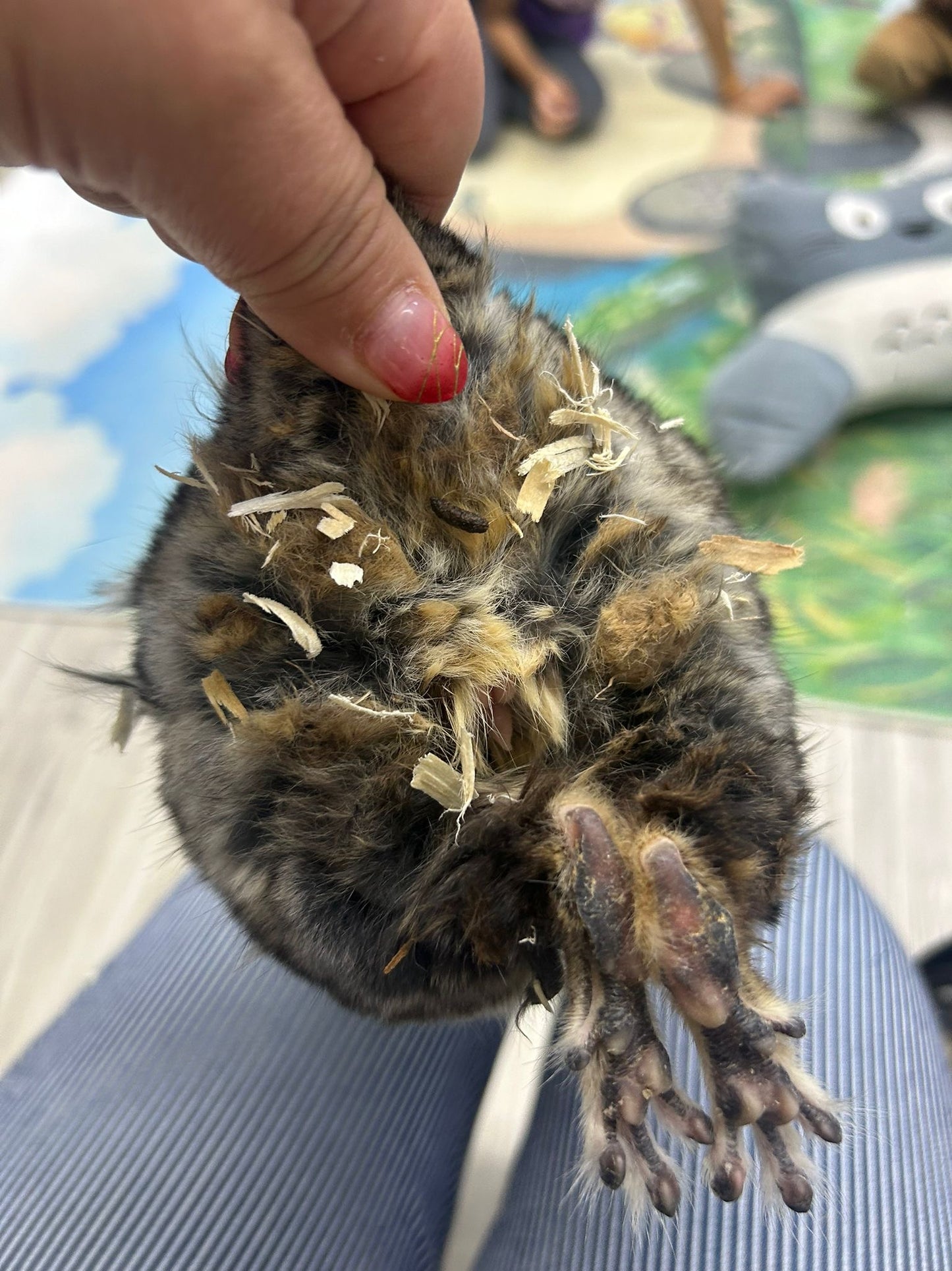 Grooming/ Checking of hair ring/ Combing out tangled fur knots from your RPA chinchillas or short fur chinchillas (any chinchilla) sometimes need to wash butts too😂