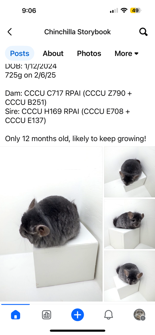 Chinchillas: R15 Dark Ebony RPA (Angora) RIAC female chinchilla for sale