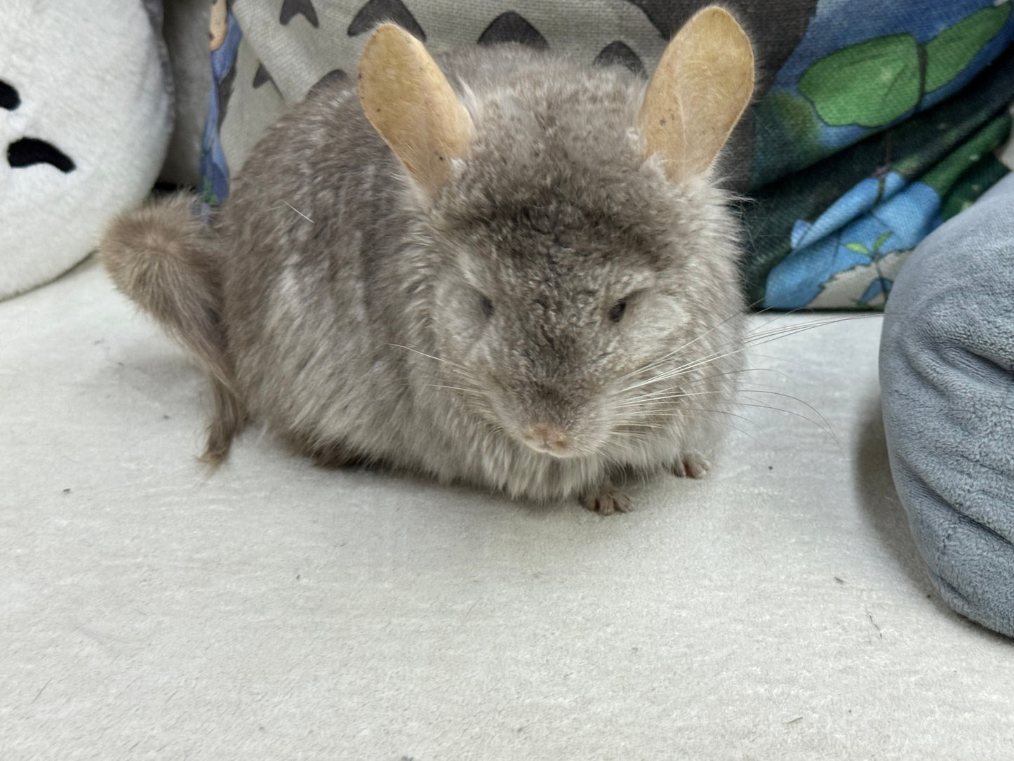 Chinchillas: M35 Tan RPA (Angora) female chinchilla