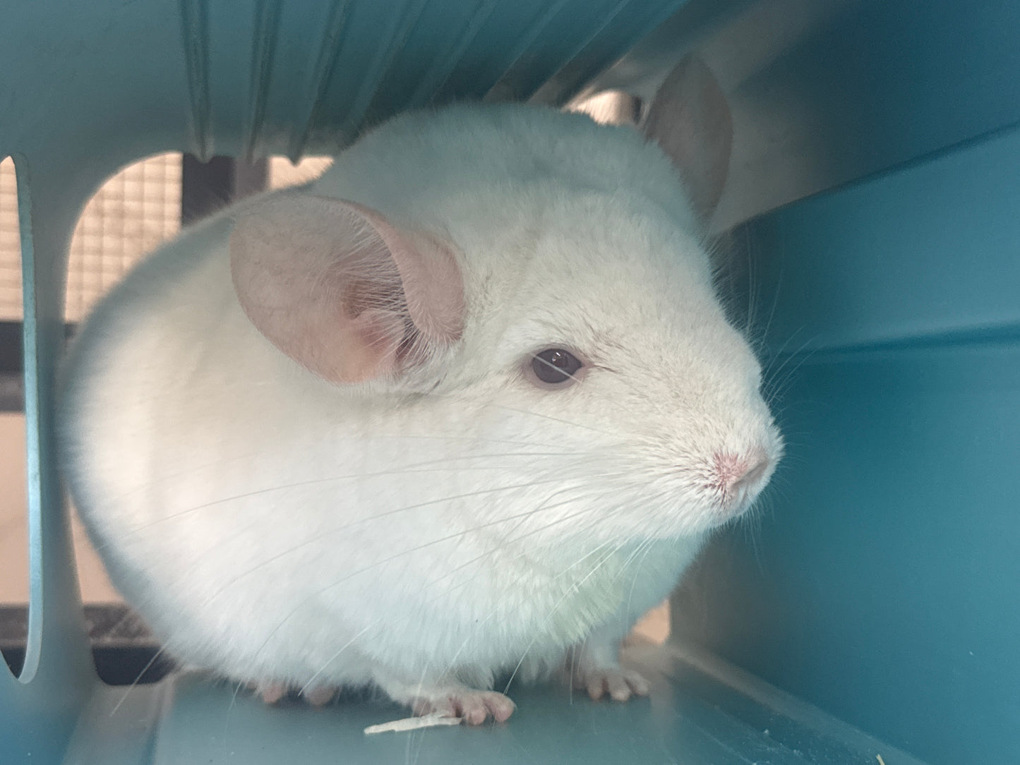 Chinchillas: P022 Pink White male chinchilla for sale big size thick fur (Master Shifu) (USA lineage) $1200