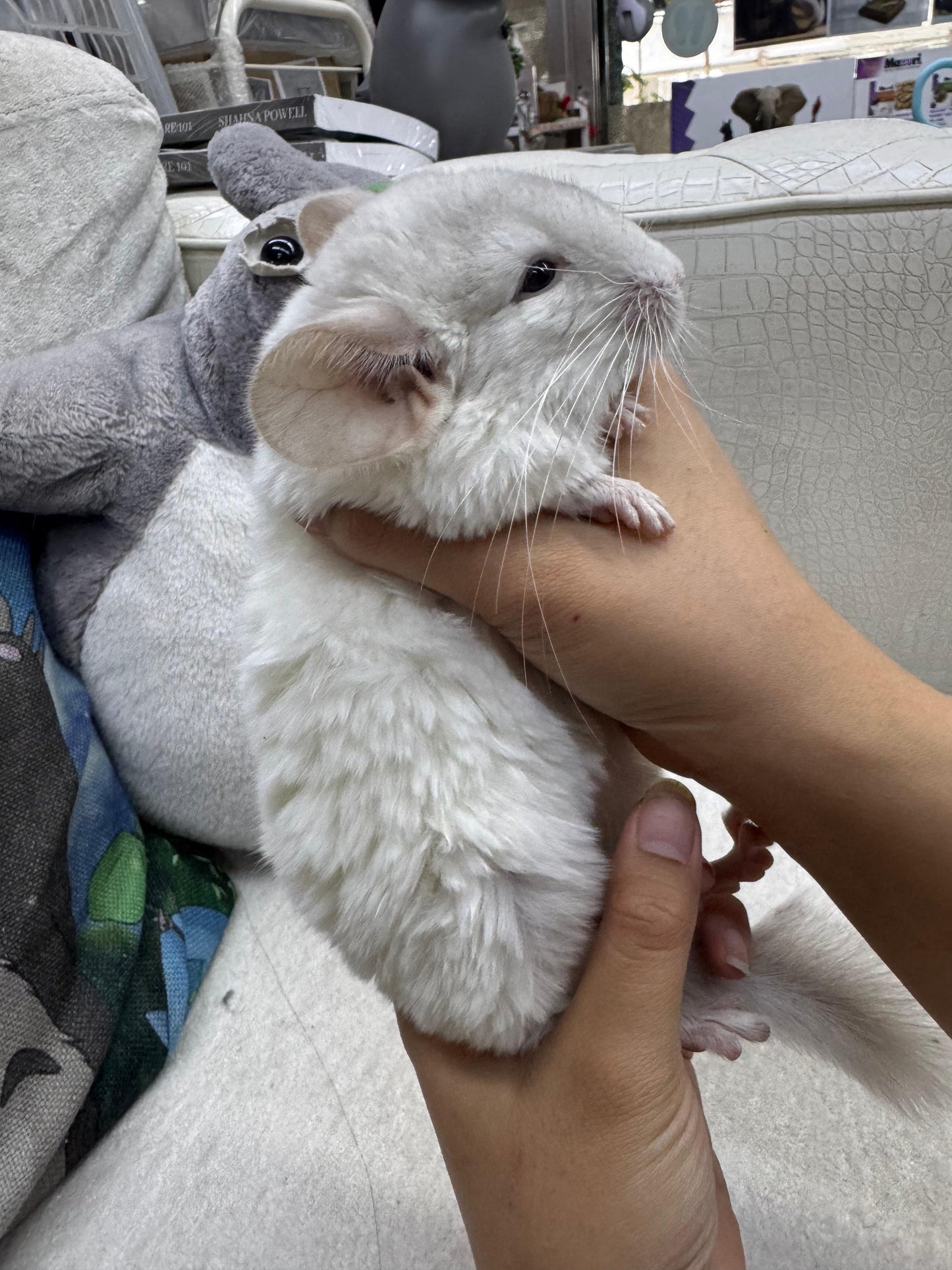 Chinchillas: S038 Pink White female chinchilla for sale (USA lineage) big size Dad is William at 1345g