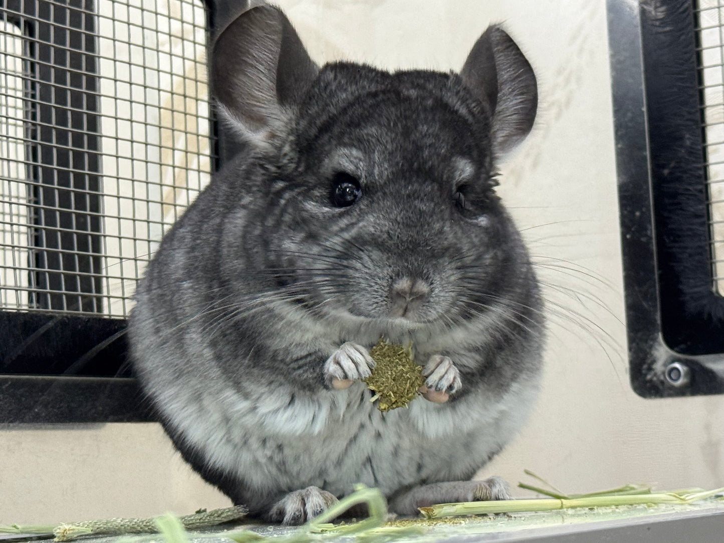 Minnie’s Natural Timothy Hay cookies/ biscuits/ Vitamin C hay cookies (new)