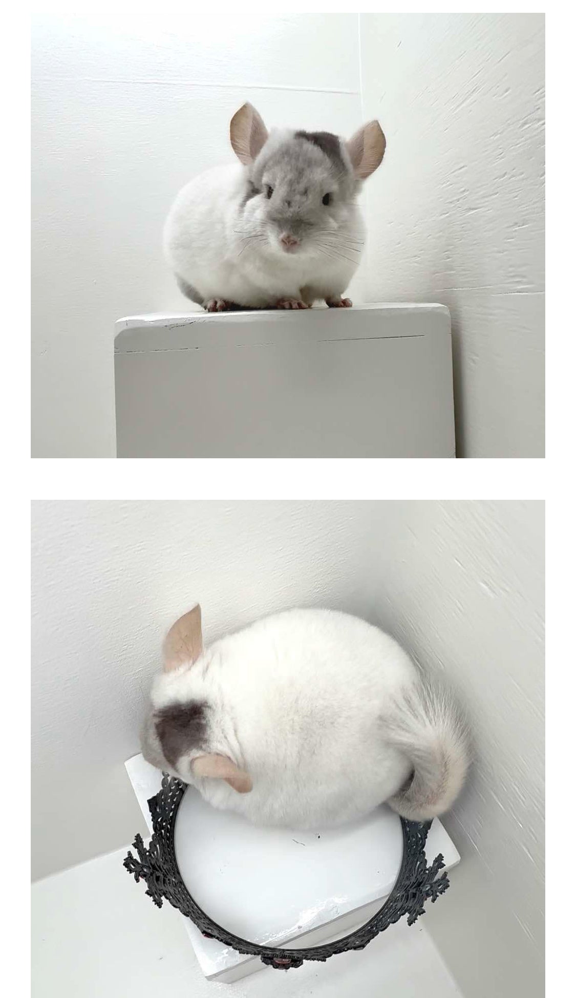 Chinchillas: R176 Extreme Pink White male chinchilla for sale