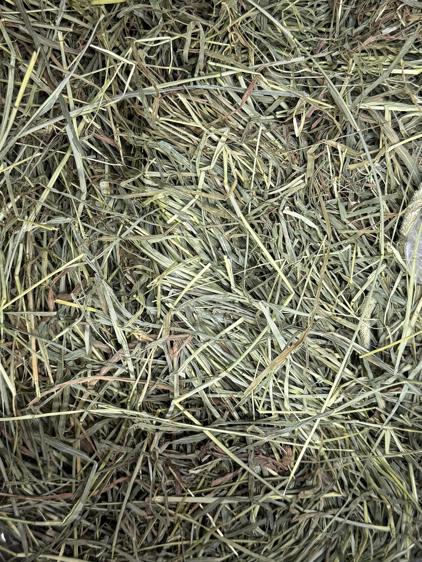 Freshay 1st Cut Timothy Hay from USA