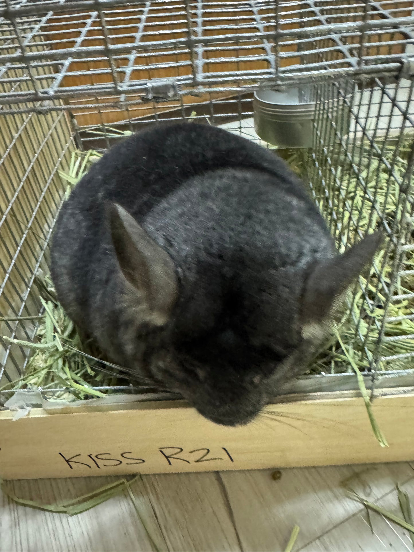 Chinchillas: R21 Standard female chinchilla for sale (Reserve Class Champion)