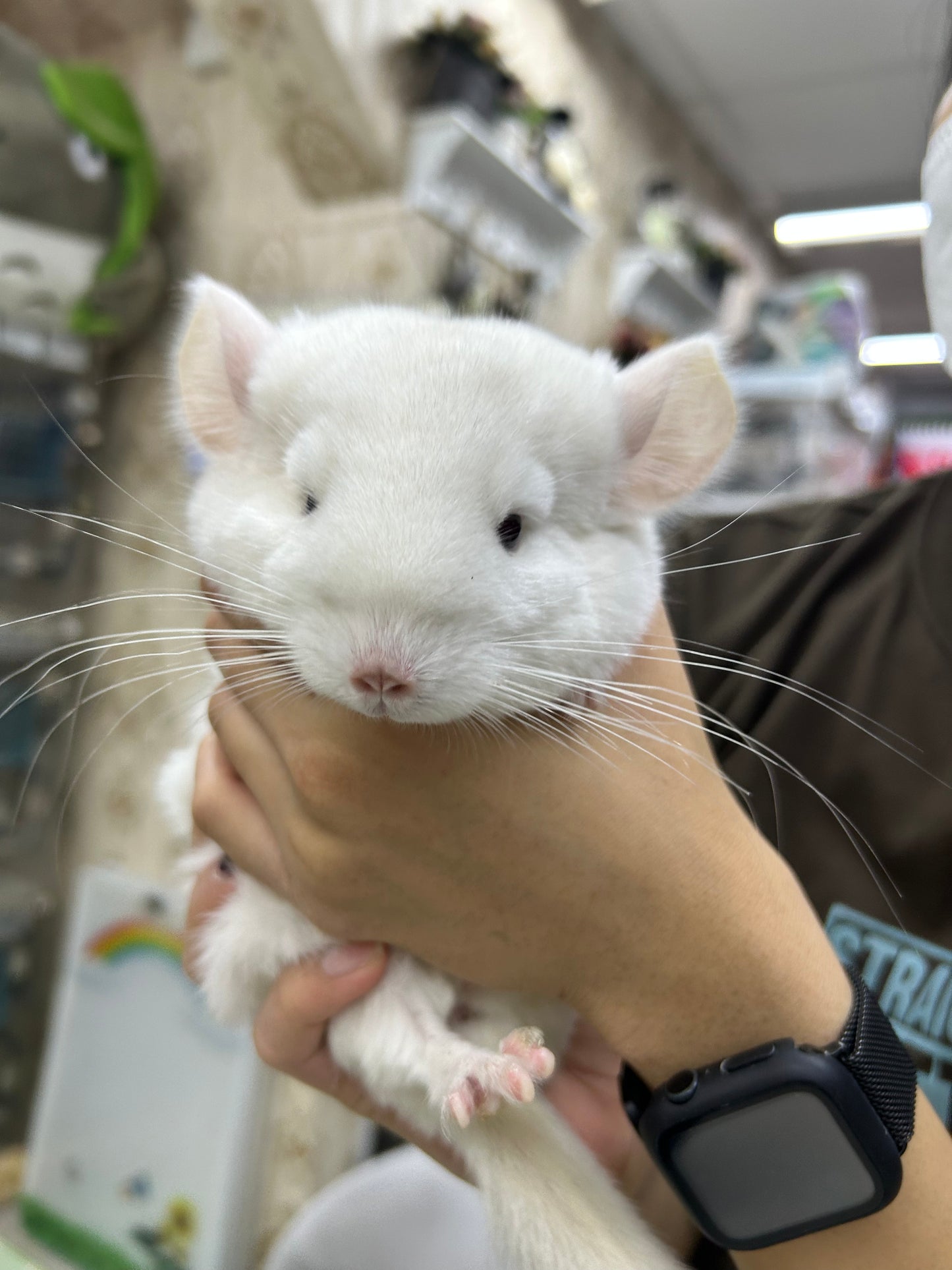 Chinchillas: P022 Pink White male chinchilla for sale big size thick fur (Master Shifu) (USA lineage) $1200