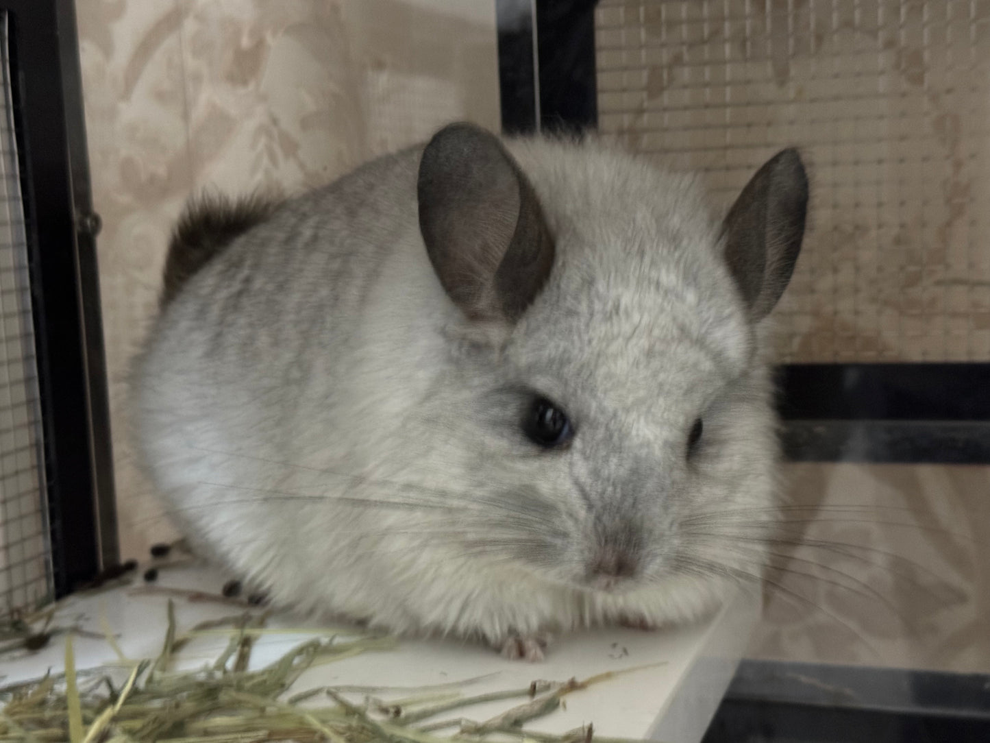 Chinchillas: P66 Mosaic RPA male chinchilla for sale