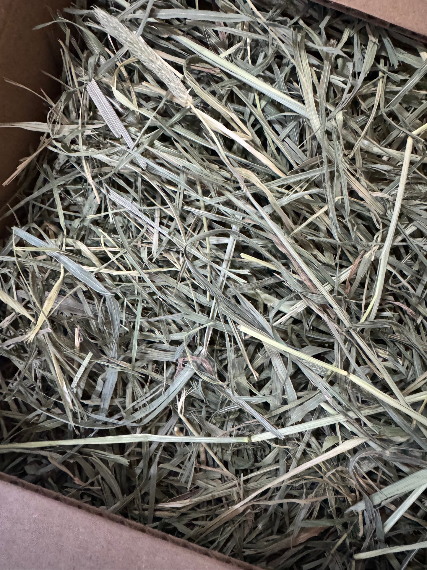 Freshay Timothy Hay from USA (First, second and third cuts)