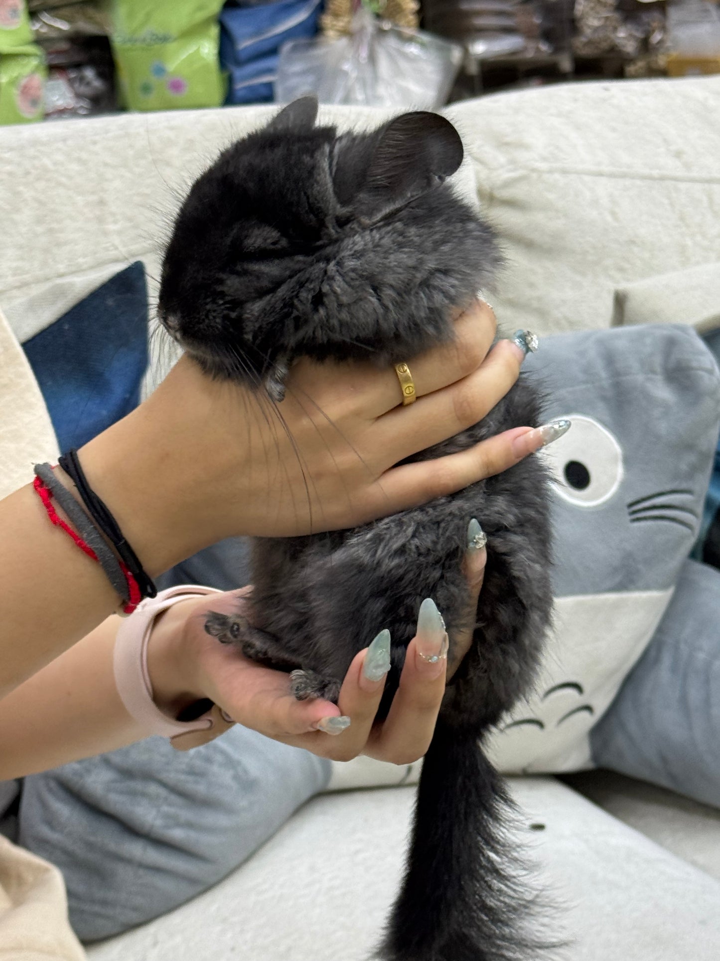 Chinchillas: S002 Dark Ebony RPA (Angora) male chinchilla for sale (CCCU lineage)