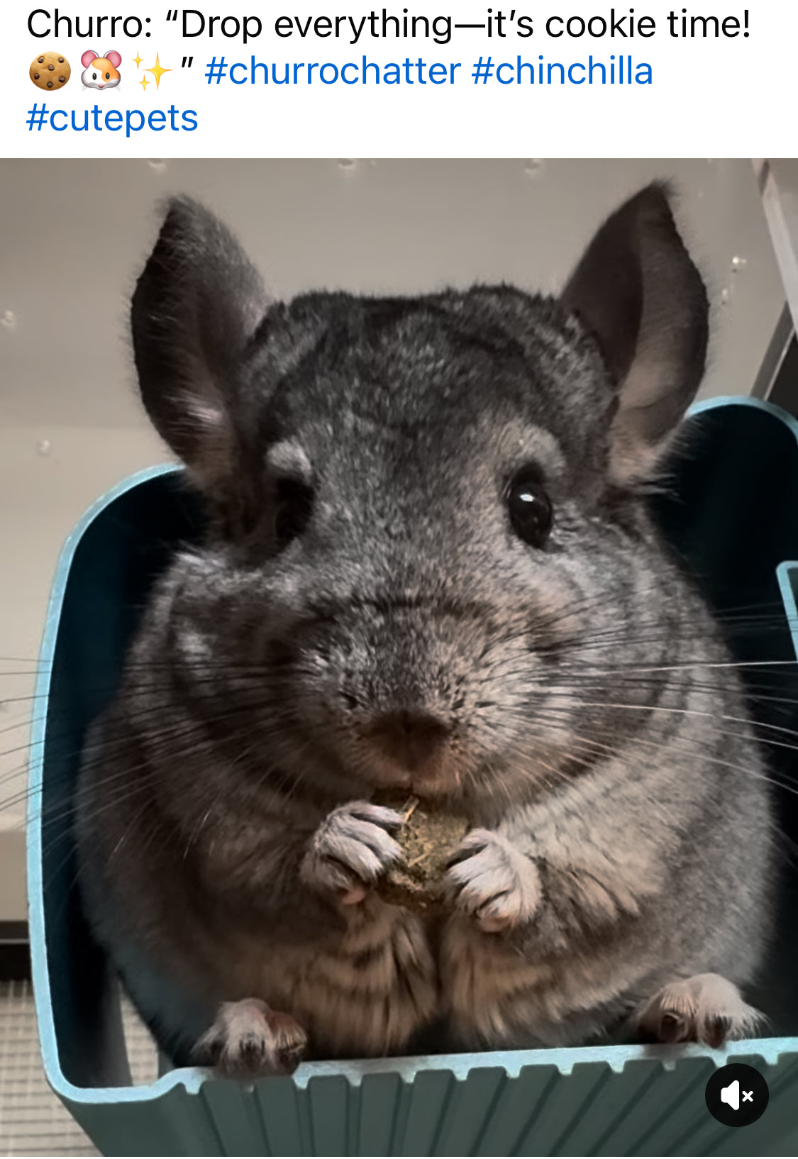 Minnie’s Timothy Hay Cakes/ cookies with echinacea herbs and free bottle “Atas hay cookies”