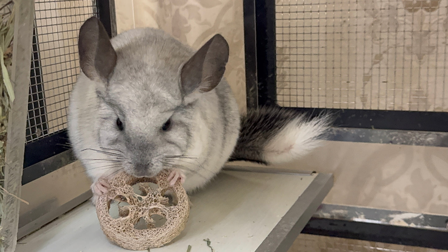 Natural Loofah / luffa and slices for digestion, play and gnawing (binder clip not included)