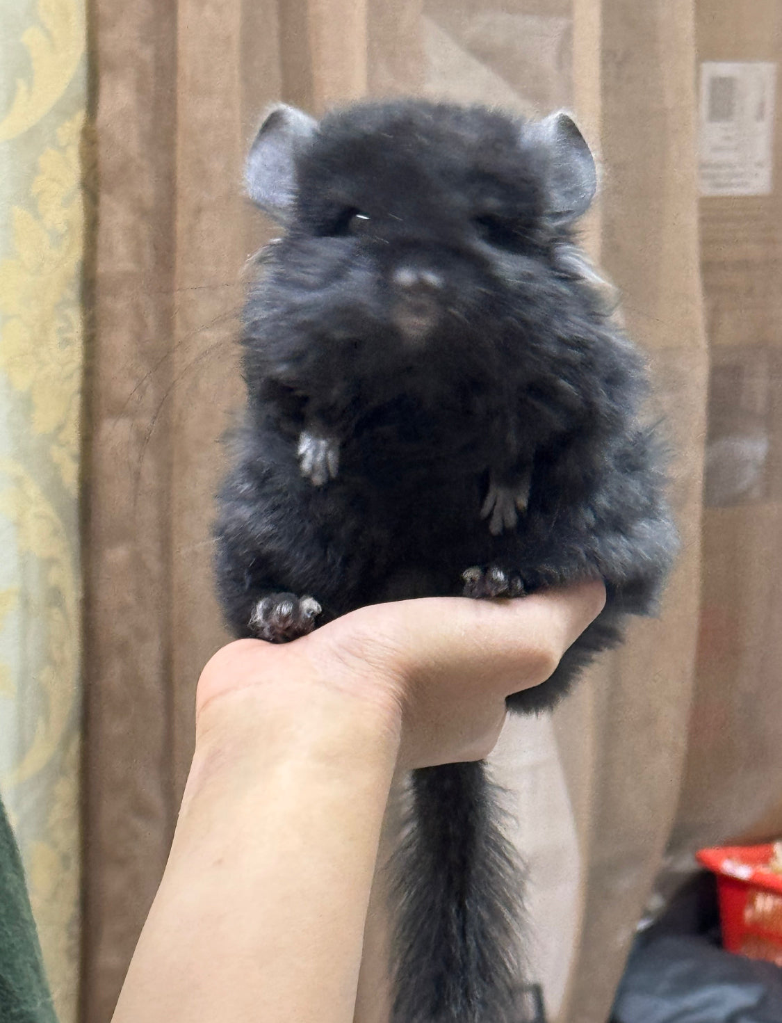 Chinchillas: S002 Dark Ebony RPA (Angora) male chinchilla for sale (CCCU lineage)